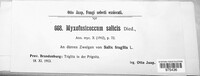 Myxofusicoccum salicis image